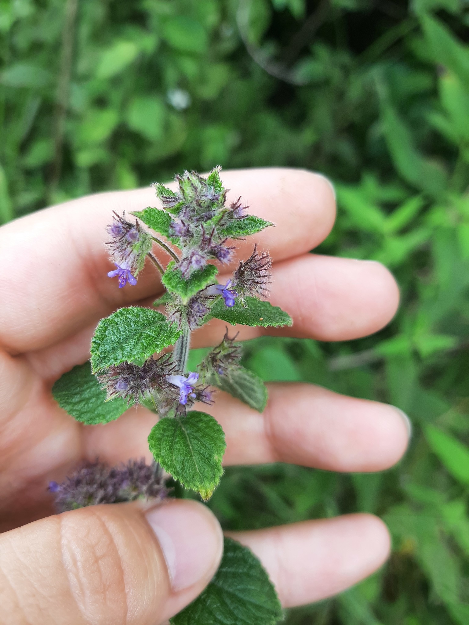 Mesosphaerum image