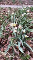 Tulipa bifloriformis