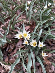 Tulipa bifloriformis