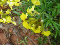 Erysimum corinthium