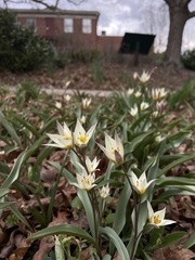 Tulipa bifloriformis