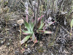 Dudleya