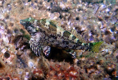 Chironemus marmoratus