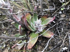 Dudleya