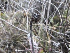 Dudleya