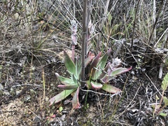 Dudleya