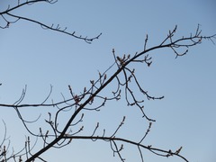 Acer rubrum