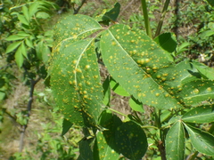 Puccinia sambuci