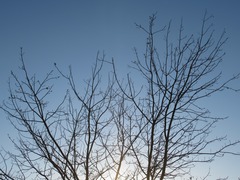 Acer rubrum