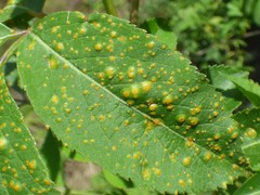 Puccinia sambuci