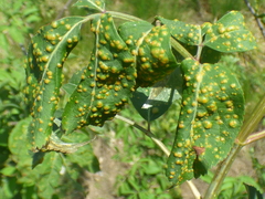 Puccinia sambuci