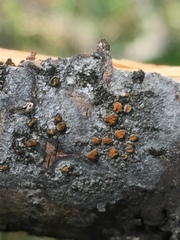 Caloplaca cerina