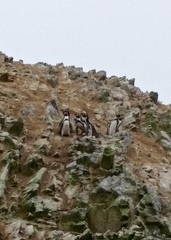 Spheniscus humboldti