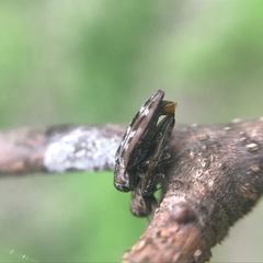 Agrilus lecontei