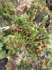 Metrosideros stipularis