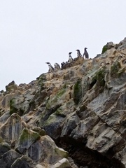 Spheniscus humboldti