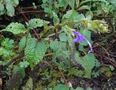 Salvia pichinchensis