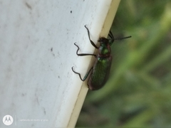 Strongylium cupreocinctum