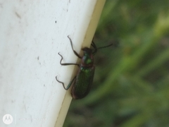 Strongylium cupreocinctum