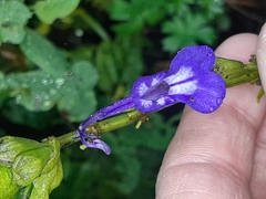 Salvia pichinchensis