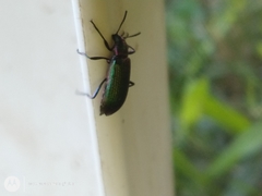 Strongylium cupreocinctum