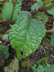Salvia pichinchensis