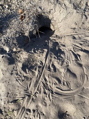 Iguana iguana
