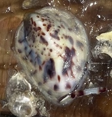 Crepidula maculosa image