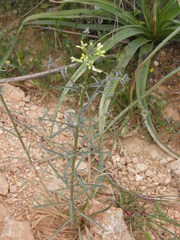 Erysimum graecum