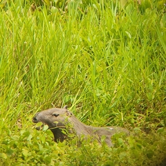 Hydrochoerus hydrochaeris