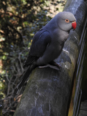 Psittacula krameri manillensis