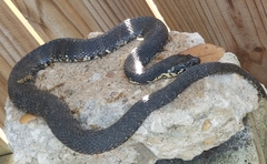Nerodia fasciata