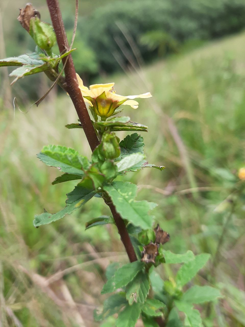 Sida image