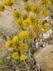 Hymenopappus flavescens