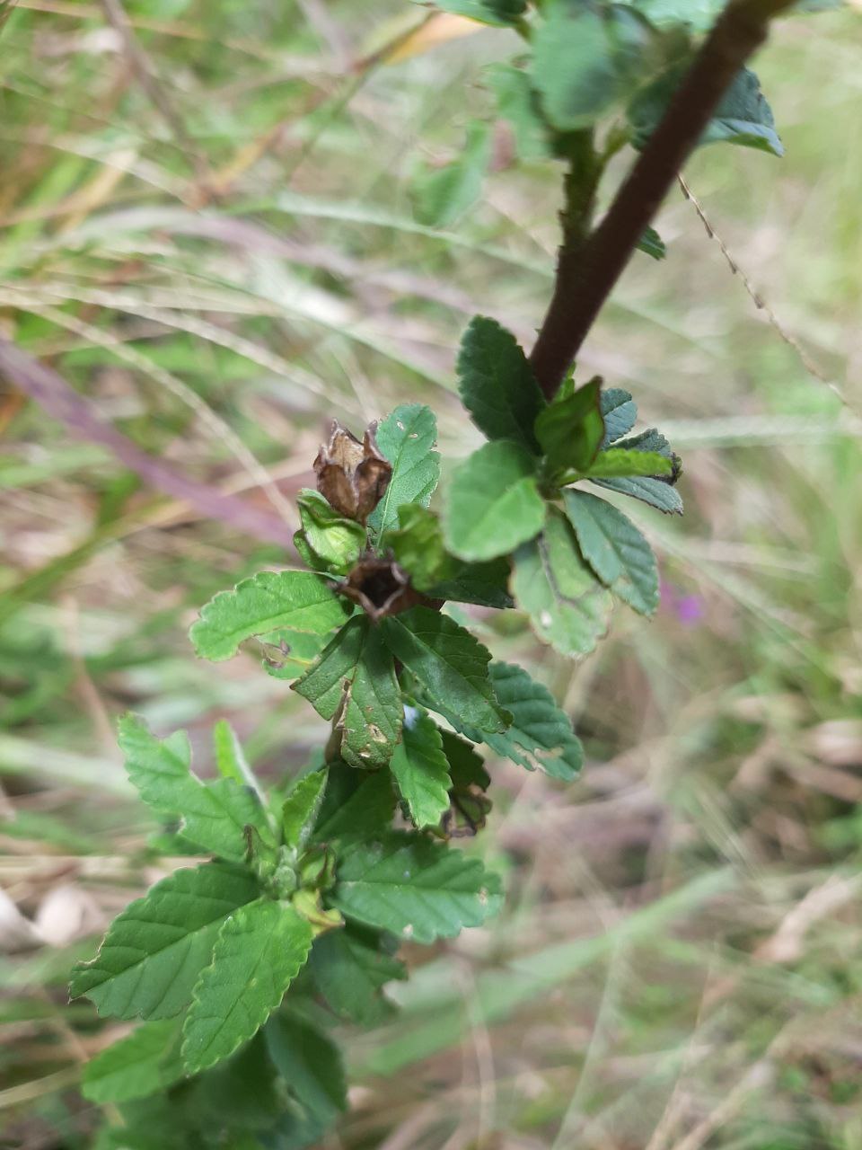 Sida image
