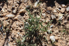 Pectocarya heterocarpa