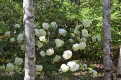Viburnum macrocephalum