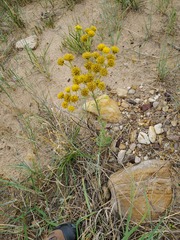 Hymenopappus flavescens