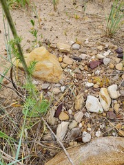 Hymenopappus flavescens