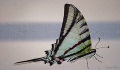 Protesilaus glaucolaus