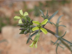 Erysimum graecum