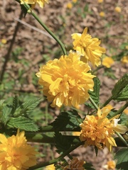 Kerria japonica