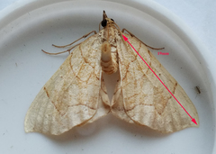 Eulithis gracilineata