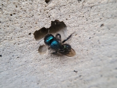 Osmia ribifloris