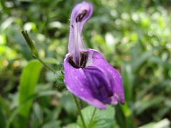 Brillantaisia lamium