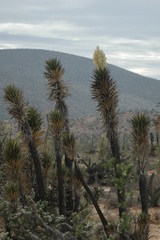 Yucca valida