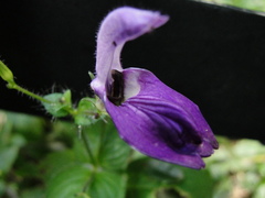 Brillantaisia lamium