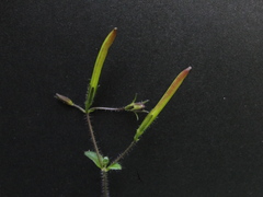 Brillantaisia lamium