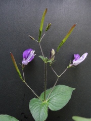 Brillantaisia lamium