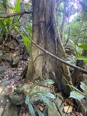 Ficus trigonata